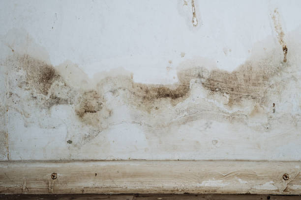 Best Mold Prevention Services  in Buffalo, MO